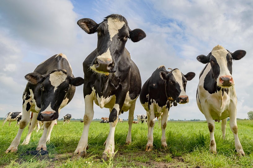 Melkkoeien in de wei op een Nederlands melkveebedrijf