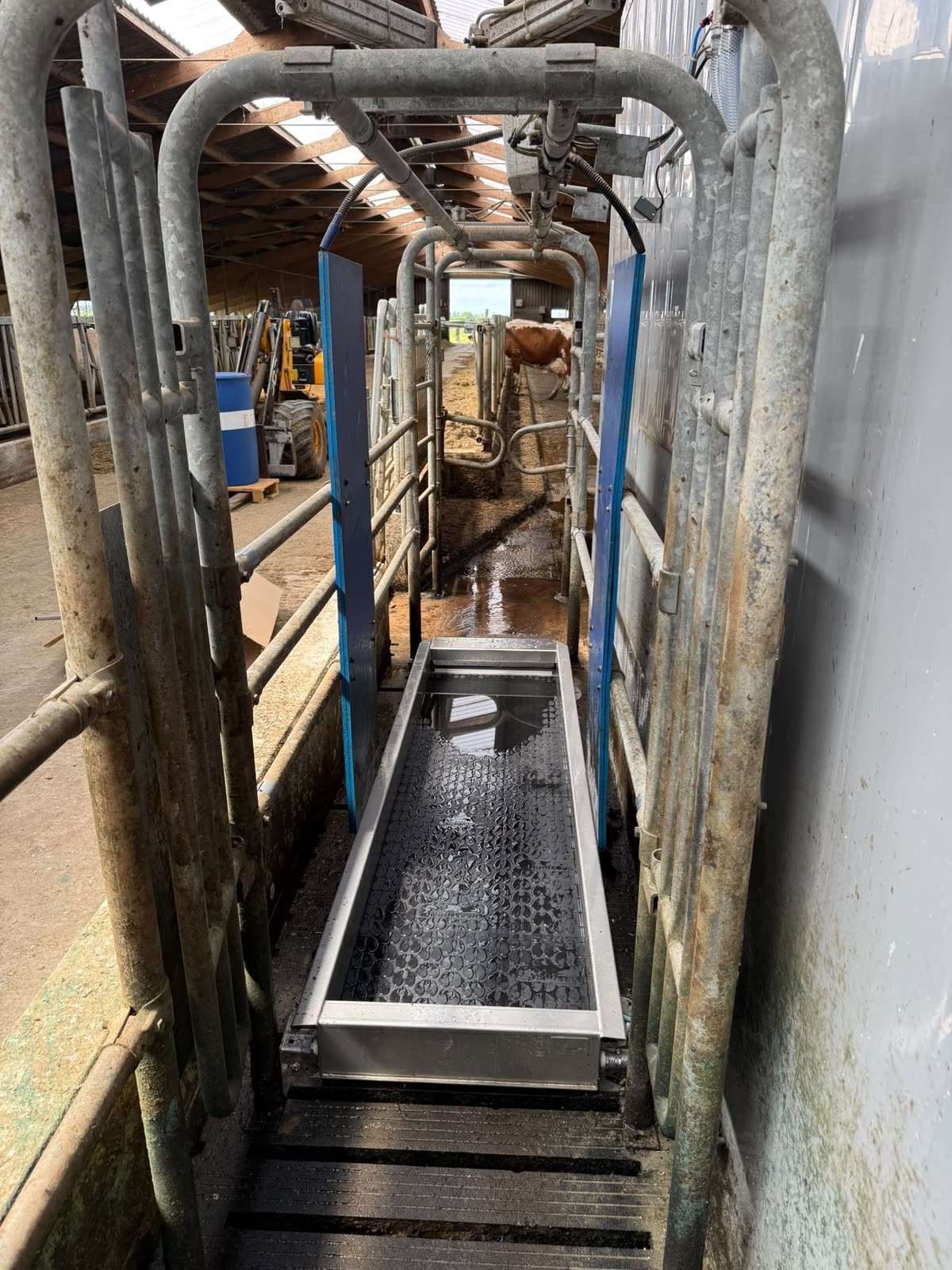 Standard Footbath zonder zijpanelen in de looproute van koeien